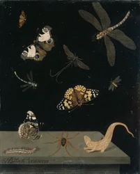 Panneau de scagliola avec insectes et salamandre, 1703